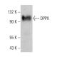 DPPX Antibody (E-5) - Western Blotting - Image 383223