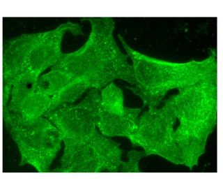 DPRP1 Antibody (A-5) - Immunofluorescence - Image 300854 