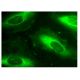 DPYD Antibody (A-5) - Immunofluorescence - Image 159674 