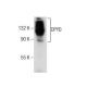 DPYD Antibody (A-5) - Western Blotting - Image 158366 