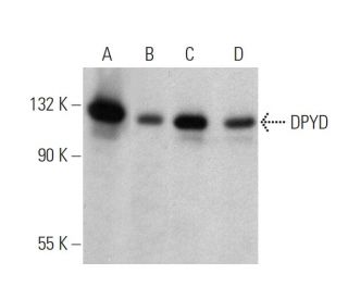 DPYD Antibody (D-8) - Western Blotting - Image 359590 