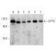 DPYD Antibody (F-8) - Western Blotting - Image 359587