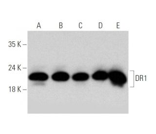 DR1 Antibody (D-1) - Western Blotting - Image 344054 