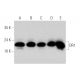 DR1 Antibody (D-1) - Western Blotting - Image 344054 