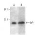 DR1 Antibody (D-1) - Western Blotting - Image 373261