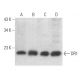 DR1 Antibody (D-1) - Western Blotting - Image 373264 