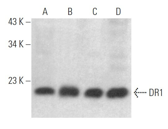 DR1 Antibody (D-1) | SCBT - Santa Cruz Biotechnology