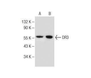 western blotting image from recommended DR3 (B-8) monoclonal antibody replacement. Image 149008