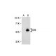 DR4 Antibody (B-9) - Western Blotting - Image 20630