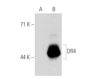 DR4 Antibody (B-N28) - Western Blotting - Image 20636 