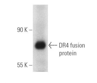 western blotting image from recommended DR4 (B-9) monoclonal antibody replacement. Image 2864