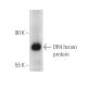 western blotting image from recommended DR4 (B-9) monoclonal antibody replacement. Image 2864