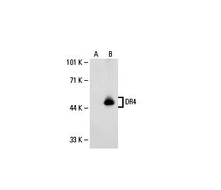DR4 Antibody (B-9) - Western Blotting - Image 20630The Double Nickase Plasmid features a U6 promoter for sgRNA expression, a 20 nt targeting sequence, and a gRNA scaffold to guide Cas9n. It includes a CBh promoter for Cas9n (D10A) and puromycin resistance, GFP for transfection verification, and nuclear localization signals (NLS). The 2A peptide allows co-expression of Cas9n and Puro from a single promoter, enabling precise genome editing with reduced off-target effects. 