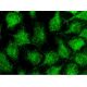 immunofluorescence image from recommended DR5 (D-6) monoclonal antibody replacement. Image 145442