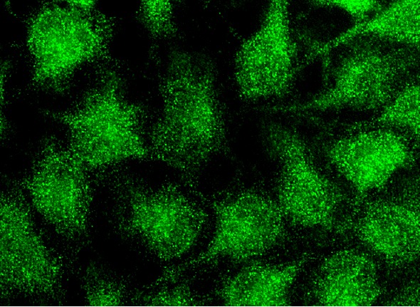 DR5 Antibody (D-6) | SCBT - Santa Cruz Biotechnology