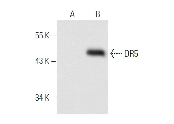DR5 Antibody (D-6) | SCBT - Santa Cruz Biotechnology