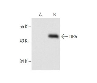 DR5 Antibody (D-6) - Western Blotting - Image 66320