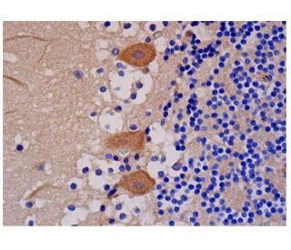 DR6 Antibody (E-4) - Immunohistochemistry - Image 285682 