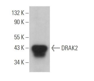 DRAK2 Antibody (C-2) - Western Blotting - Image 364666
