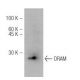 western blotting image from recommended DRAM (M3-P4B4) monoclonal antibody replacement. Image 47828