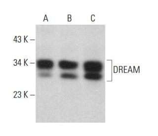 western blotting image from recommended DREAM (A-9) monoclonal antibody replacement. Image 382308