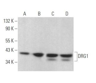 DRG1 Antibody (F-5) - Western Blotting - Image 373243 
