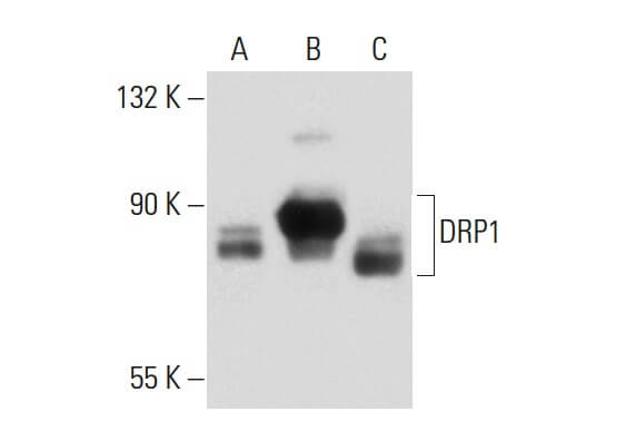 DRP1 Antibody (6Z-82) | SCBT - Santa Cruz Biotechnology