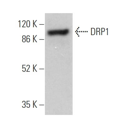 DRP1 Antibody (C-5) | SCBT - Santa Cruz Biotechnology