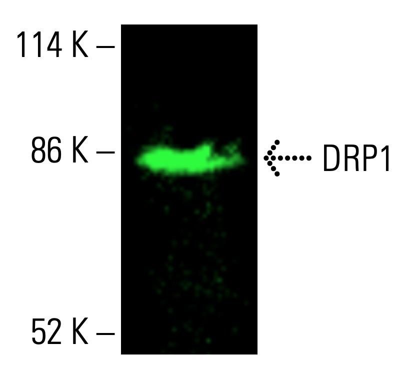 DRP1抗体(C-5) | SCBT - Santa Cruz Biotechnology