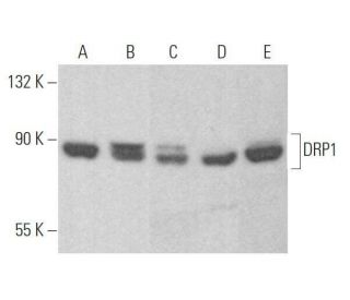 DRP1 Antibody (C-5) - Western Blotting - Image 353277Each CRISPR/Cas9 Knockout (KO) Plasmid product consists of a pool of 3 plasmids designed to ensure identification and cleavage of a specific gene for maximum knockout efficiency. Each plasmid encodes a unique 20 nt sequence derived from the GeCKO (v2) library. 