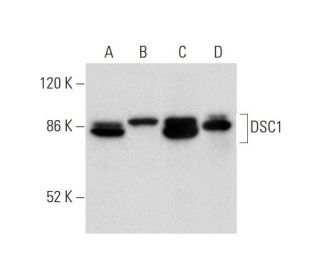 DSC1 Antibody (A-4) - Western Blotting - Image 305854