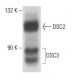 DSC2/3 Antibody (3G130) - Western Blotting - Image 18121 