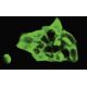 DSC3 Antibody (93-71) - Immunofluorescence - Image 35445