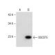 DSCD75 Antibody (A-8) - Western Blotting - Image 149518