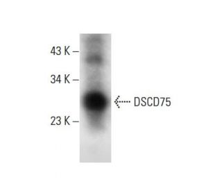DSCD75 Antibody (A-8) - Western Blotting - Image 301417 