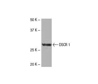 DSCR 1 Antibody (34-A) - Western Blotting - Image 53858Each CRISPR/Cas9 Knockout (KO) Plasmid product consists of a pool of 3 plasmids designed to ensure identification and cleavage of a specific gene for maximum knockout efficiency. Each plasmid encodes a unique 20 nt sequence derived from the GeCKO (v2) library.