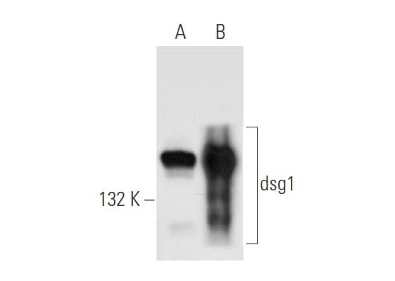 Q10様 ANTI-FAM164A(C-TERMINAL) antibody produced in rabbit