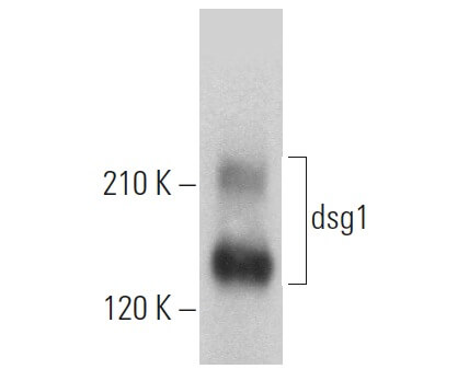 いいネット通販 - 全国送料無料でお届けします dsg1-antibody-b-11-western- 文房具・ステーショナリー