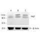 dsg2 Antibody (6D8) - Western Blotting - Image 413094