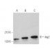 western blotting image from recommended dsg2 (AH12.2) monoclonal antibody replacement. Image 373485