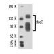dsg3 Antibody (5G11) - Western Blotting - Image 16160 