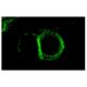dsg3 Antibody (5H10) - Immunofluorescence - Image 7654 