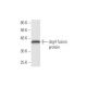dsg4 Antibody (6E7) - Western Blotting - Image 350340 