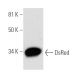 DsRed Antibody (E-8) - Western Blotting - Image 290980