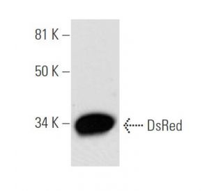 western blotting image from recommended DsRed (E-8) monoclonal antibody replacement. Image 290980