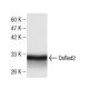 DsRed2 Antibody (25) - Western Blotting - Image 136741