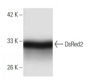 DsRed2 Antibody (29) - Western Blotting - Image 136744