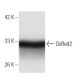DsRed2 Antibody (29) - Western Blotting - Image 136744