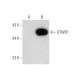 DTWD1 Antibody (E-5) - Western Blotting - Image 304354