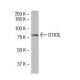 DTX3L Antibody (45.Y) - Western Blotting - Image 33998 